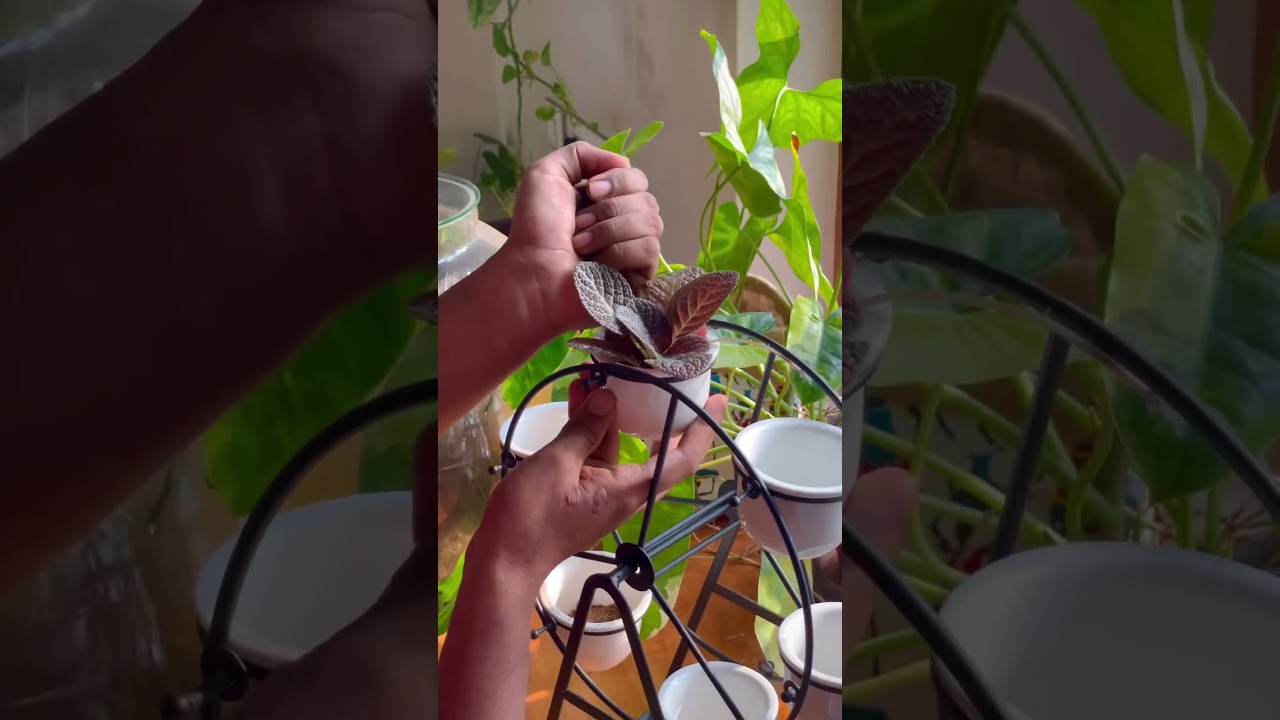 Ferris Wheel Metal Planter Stand🥰🍃 #home #nature #garden #plants #gardening