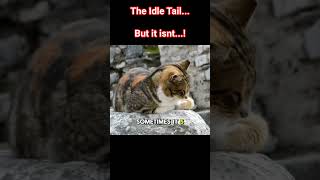 idle tail. #catowners #catmemes #funnypets #funnyanimals #catshorts #cats #tails #catstails #fluffy