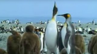 King Penguins And Their Young David Attenborough Bbc Studios