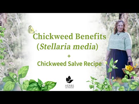 Chickweed Benefits (Stellaria media) + Chickweed Salve Recipe