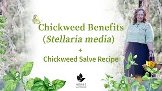 Chickweed Benefits (Stellaria media) + Chickweed Salve Recipe