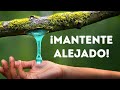 Sería preferible que te encuentres con un oso pardo en el bosque que con estas plantas