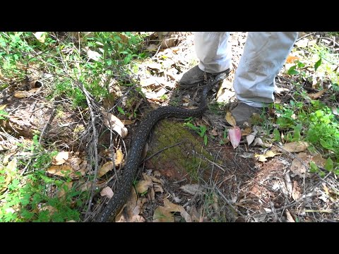 Diamond Python Release 3Jan2022