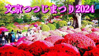 文京つつじまつり2024【根津神社】東京の春を彩る美しい花の祭典