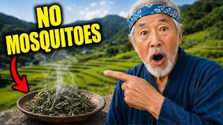 Japanese Rice Farmers Have Never Had a Mosquito Problem — The $2 Plant That Kills 1,000 Per Night