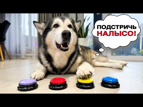 СОБАКА УПРАВЛЯЕТ МОИМ ДНЁМ С ПОМОЩЬЮ КНОПОК