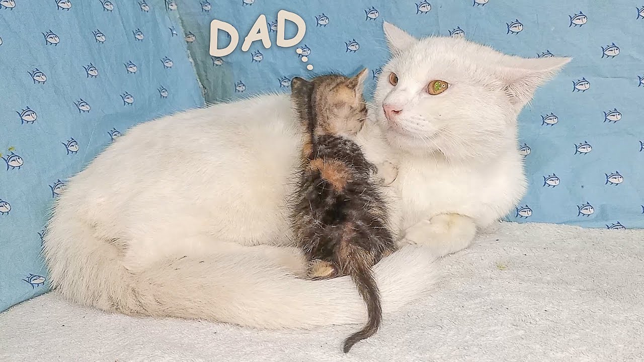 The Adopted Kitten Cuddles Dad Cat when she's feels Scared, POOR KITTEN