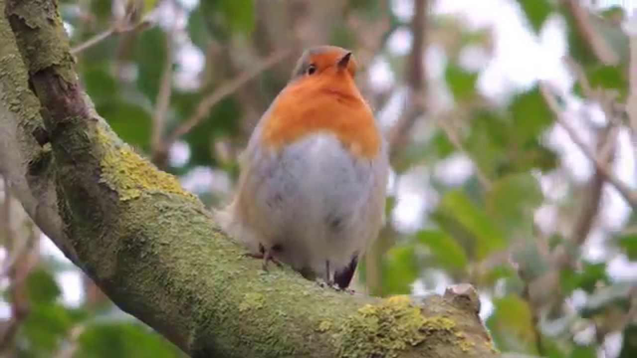 Robin Singing in Winter, Trimingham, Norfolk, 31/01/2015 YouTube
