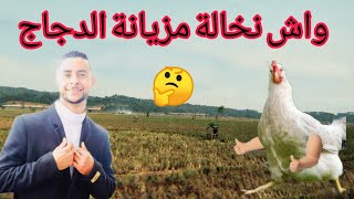 مشروع تربية الدواجن-واش النخالة والخبز مزيانين لدجاج ؟?