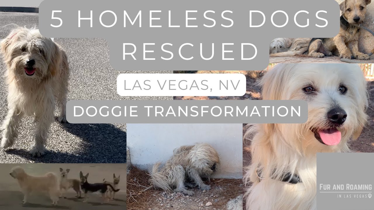 5 homeless dogs rescued in Las Vegas, Nevada Doggie Transformation