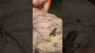Fakta Menarik Katak Part 1 #hewan #amfibi #katak