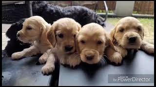 Er Spaniel Angielski - Szczeniaki 6 Tyg.