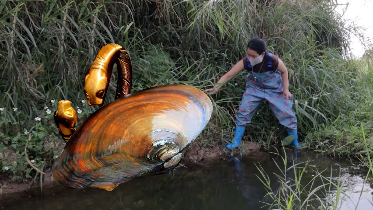 This giant triangular oyster with a history of 500 years hides stunning pearls inside its shell.