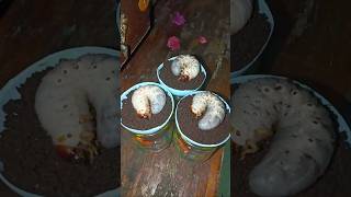 amazing, the cute big beetle larvae simultaneously entered the soil #shorts