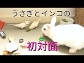 うさぎとインコの初対面！