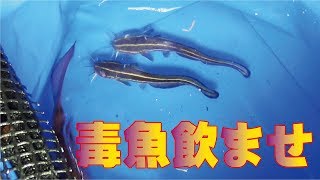 ゴンズイの泳がせわらしべ長者企画始まり(254話目)