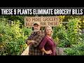 STOP Spending Money on Groceries — These 9 Plants Literally Pay For Themselves and Keep Growing