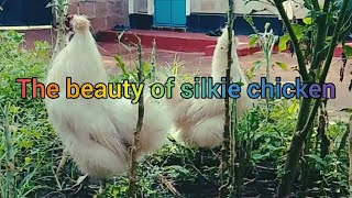 HOW AM RAISING SILKIE BANTAM CHICKEN IN A SMALL PLOT; DAY 3 OF THE FOUNDATION CONTINUATION 