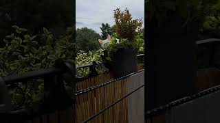 #cat #çette #видосыоткота #топ #кошка #кошки #юмор #приколы #позитив #shorts #shortsvideo #cats #топ #cat #çette #видосыоткота #топ #кошка #кошки #юмор #приколы #позитив #shorts #shortsvideo #cats #топ