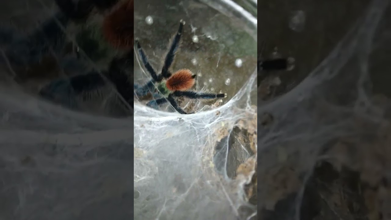 Dolichothele Diamantinensis  