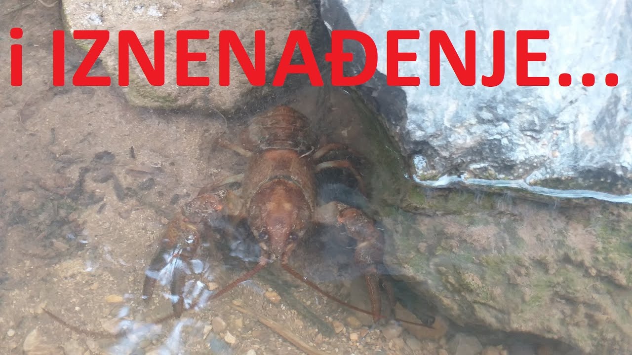 Bioraznolikost: Rakica s iznenađenjem! Potočni rak (Austropotamobius ...