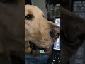 Cooper says a treat is not enough; he needs pets! #dog #dogs #writingjourney #labrador