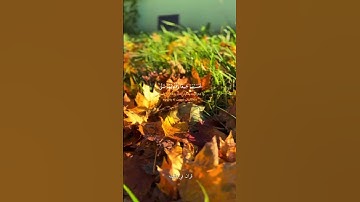 قران كريم ارح قلبك وسمعك #قران_في_دقيقة #المصحف #quran #رزكار_الكردي #قرآن @brahim hamidat