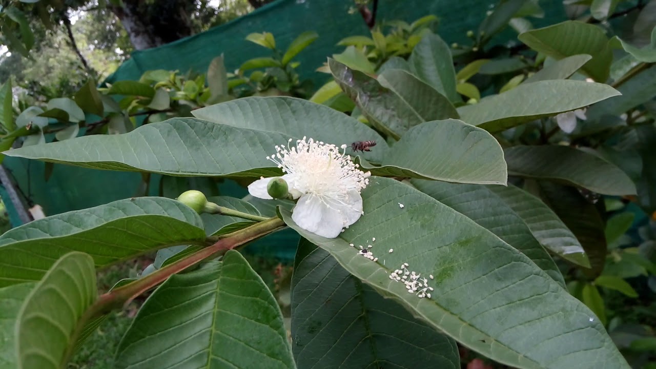Pollinators in Action Guava flower YouTube