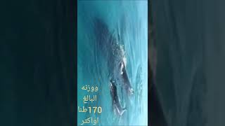 #shorts   الحوت الازرق الضخمhuge blue whale