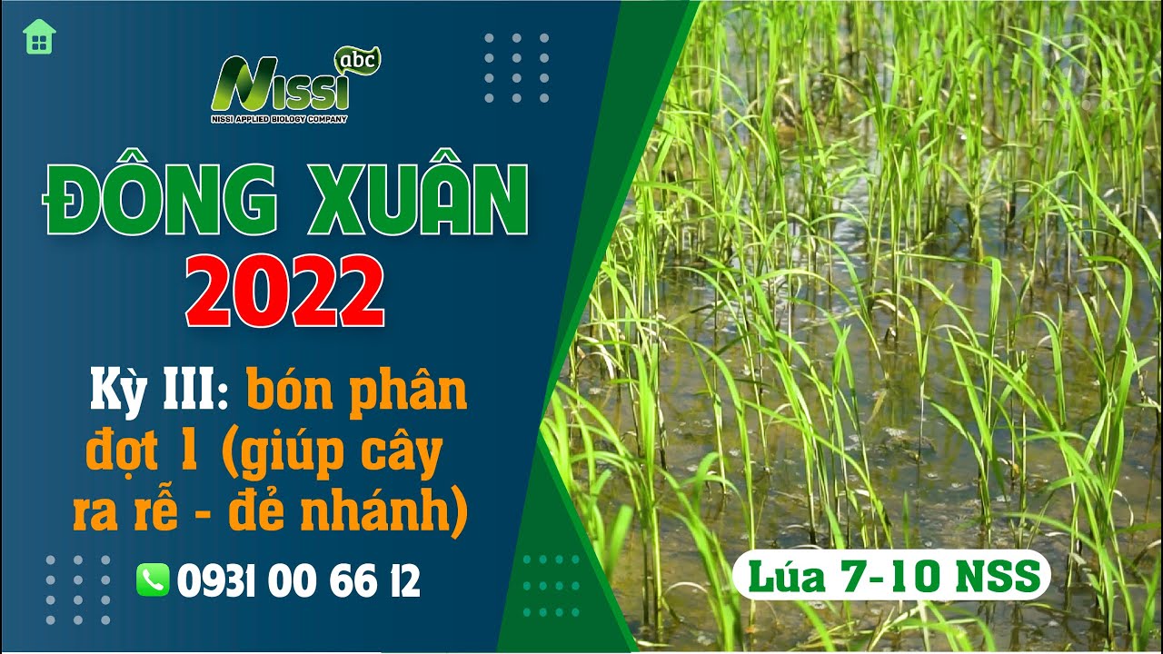 👉 Hướng dẫn Bón phân đợt 1 cho lúa Đông Xuân giúp cây lúa ra rễ và đẻ ...
