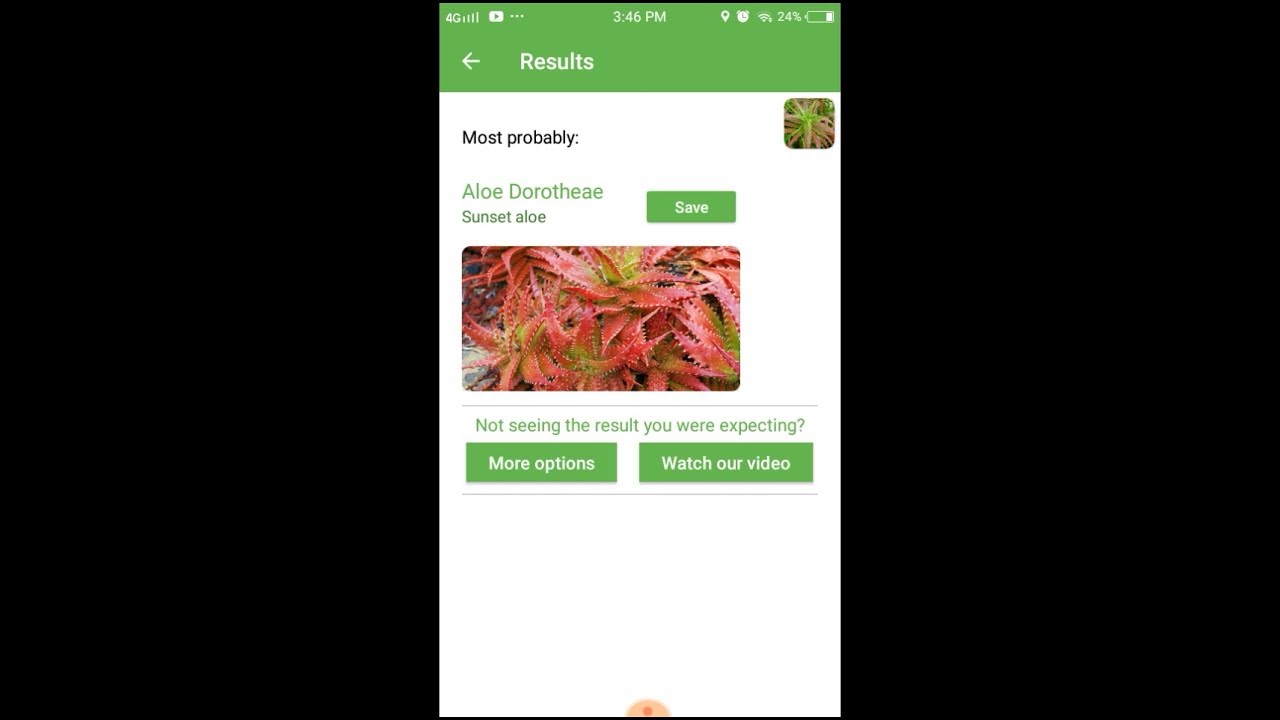 PlantSnap identifies a  Sunset aloe (Aloe dorotheae)