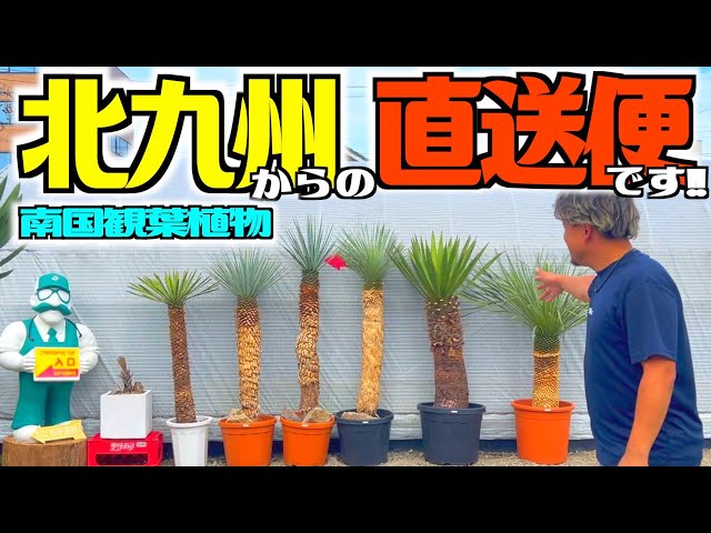 【残り1週間】【初売り特別値下げ】【５キロ】ソテツ子株　観葉植物　ドライガーデン ドライガーデン】北九州から届いた植物たちが魅力たっぷりな件について