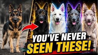 The 5 Most Beautiful and Rare German Shepherd Colors