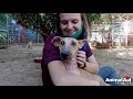 Emaciated and ill with mange, love healed this girl inside and out.