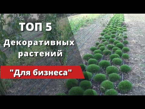 "ТОП - 5"  Декоративных растений для успешного начала бизнеса.