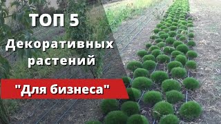 "ТОП - 5" Декоративных растений для успешного начала бизнеса.