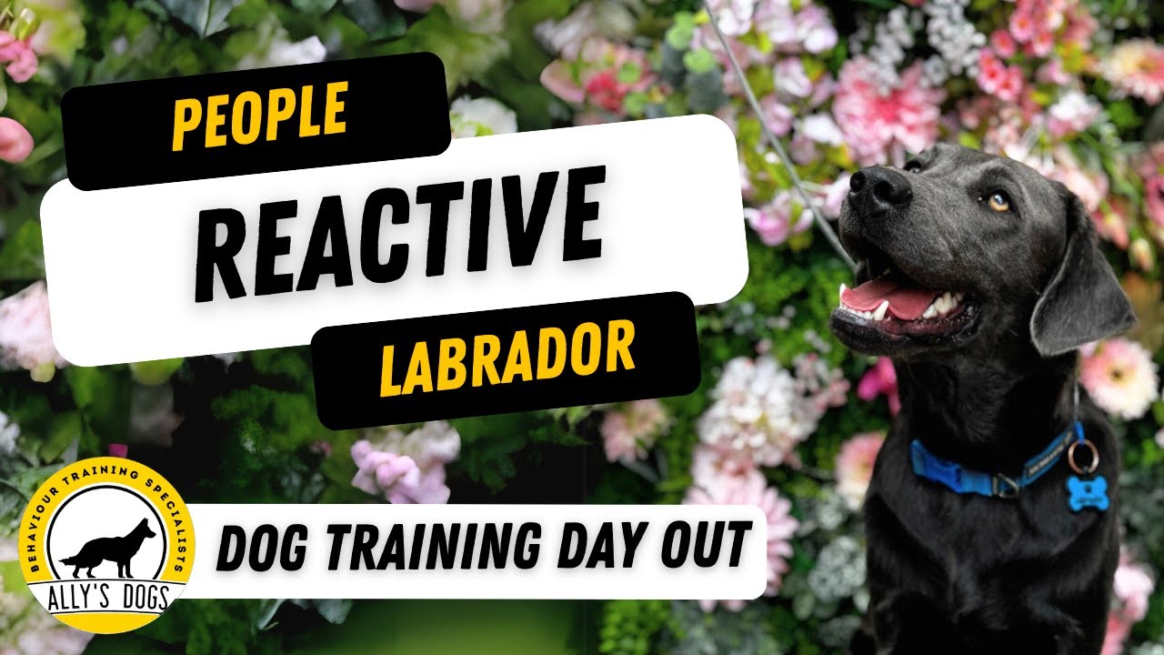 Reactive Labrador People Reactive Labrador - Dog Training Day - YouTube