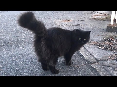 嬉しいと足元くるくる回り出す黒ペルシャ猫 のらねこ家族