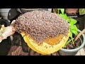 Bees rescue 53 | apis florea | relocate honey bee hive | volunteer | YouTube