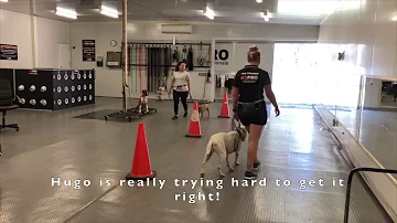 Is a Bull Arab a dangerous dog?