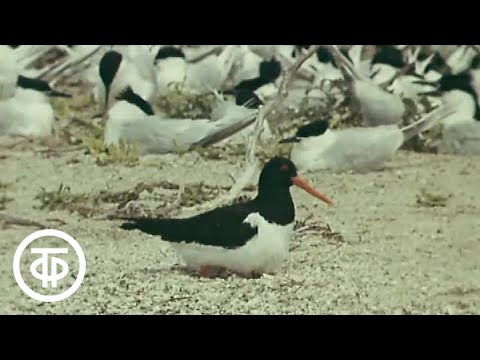 Острова белых птиц (1977)