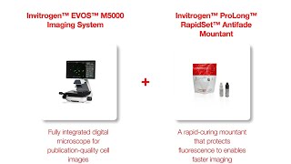Perfect Pairings: EVOS M5000 Imaging System ProLong RapidSet Antifade Mountant