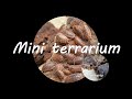 Raliser un mini terrarium pour des cloportes 