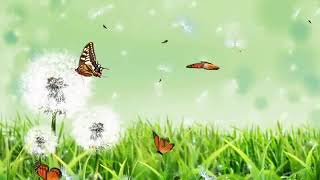 Growing Rose,Flower, No Copyright, Copyright Free Video, Motion Graphics, Background Videos 26 screenshot 5