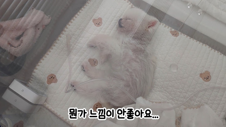 퐁키 결국 입원... 강아지 감기! 조금만 늦었어도 위험할 뻔 했어요