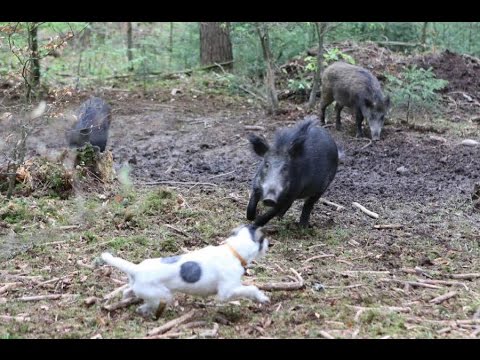 Video: Welche Hunde Jagen