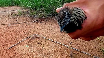 bẫy cút bằng thòng. bổi quá sung chạy như tên