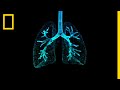 Lungs 101  national geographic