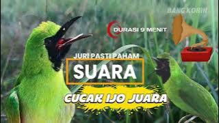 Juri Pasti Paham! Suara Burung Cucak Ijo Juara – Gacor Bikin Merinding