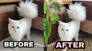 How to add plant and floor in Pet photo - 1 🤩  #cat #catvideos #picsart  @MEOWCHICKAMEOWMEOW screenshot 4